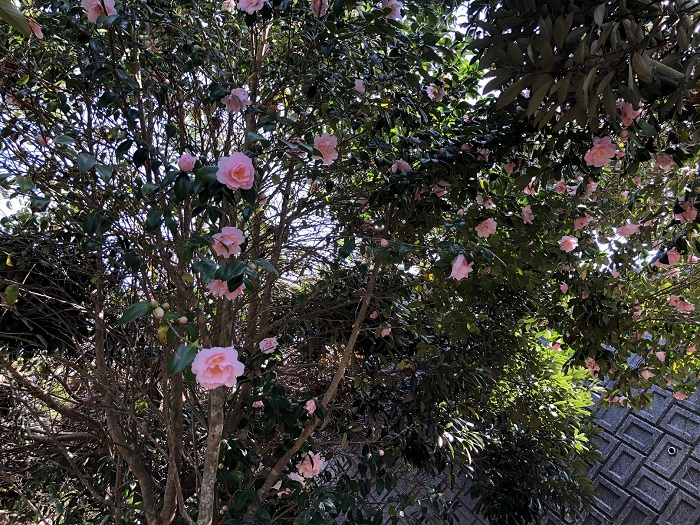 海岸に牡丹の花 ホテル ヴィラ くにさき Hotel Villa Kunisaki