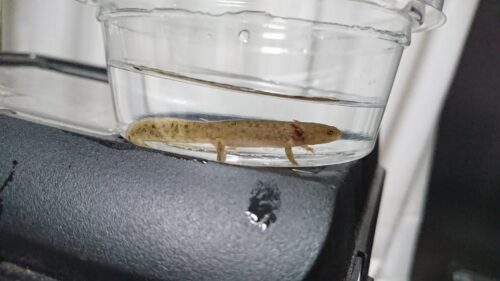 山椒魚発見 ホテル ヴィラ くにさき Hotel Villa Kunisaki